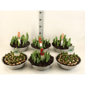 Bolbloemen Gem In Zinken Schaal