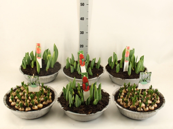 <h4>arr8 Bolbloemen Gem In Zinken Schaal</h4>