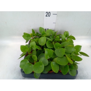 Pilea peperomioides