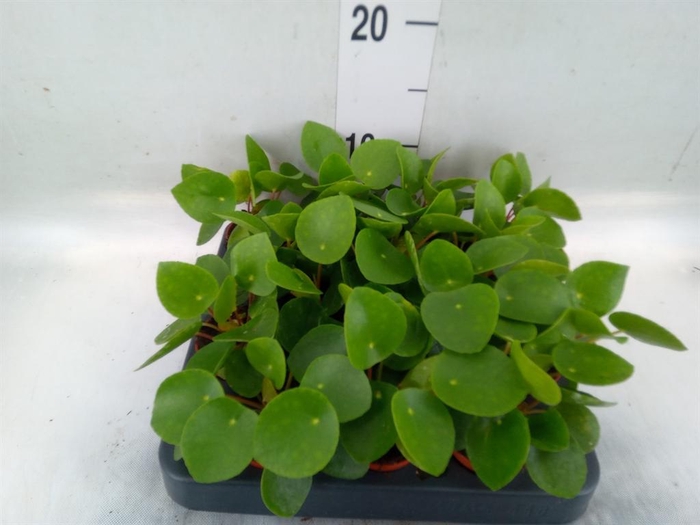 <h4>Pilea peperomioides</h4>
