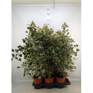 Ficus triangularis 'Sweetheart'