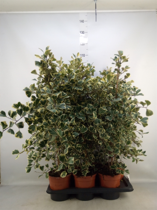 <h4>Ficus triangularis 'Sweetheart'</h4>