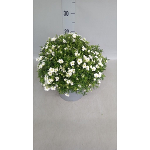 Arenaria montana