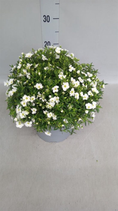 <h4>Arenaria montana</h4>