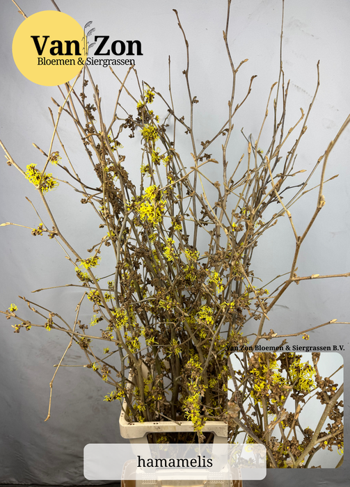 <h4>HAMA PALLIDA</h4>