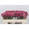 Ozothamnus Booming Pink