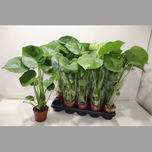 Monstera Ov