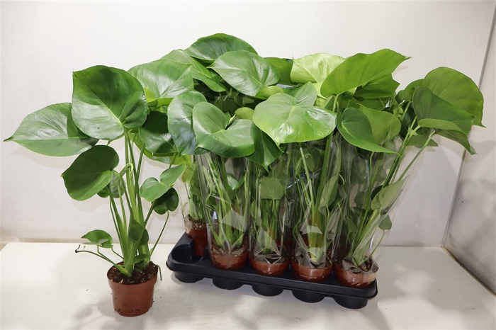 <h4>Monstera Ov</h4>