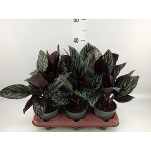 Calathea sanderiana