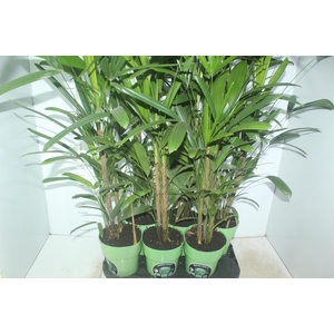 PALMEIRA RAPHIS P17