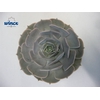 Echeveria Pollux Cutflower Wincx-10cm