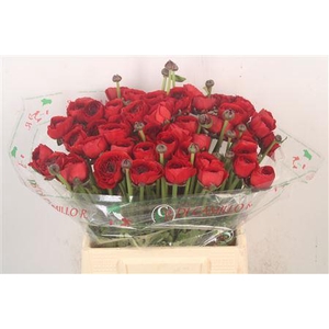 Ran.. Su Tango Extra