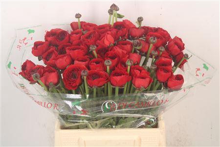 <h4>Ran.. Su Tango Extra</h4>