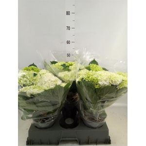 Hydrangea mac. 'Crystal Palace'