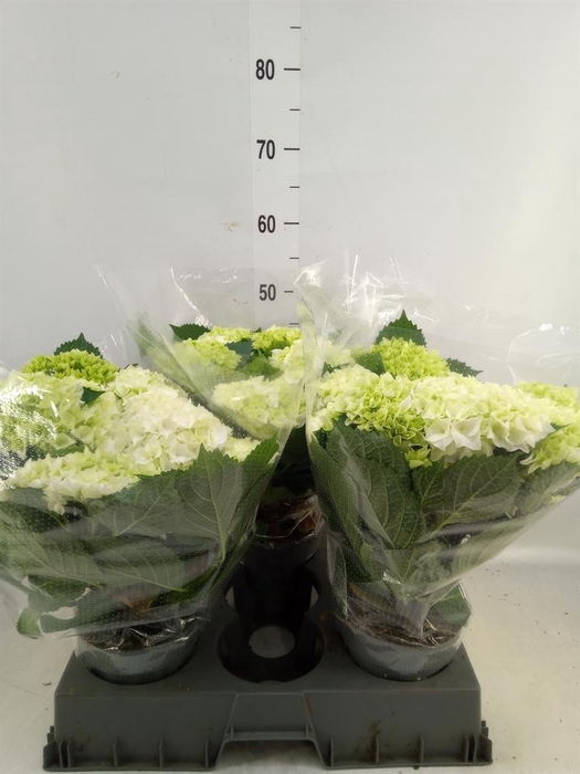 <h4>Hydrangea mac. 'Crystal Palace'</h4>