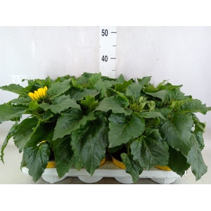 Helianthus an. 'Sunsation'