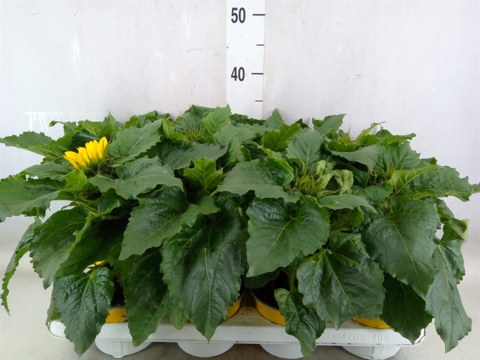 <h4>Helianthus an. 'Sunsation'</h4>