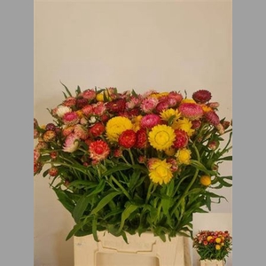 Helichrysum Ov