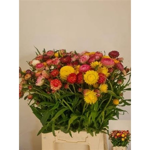 Helichrysum Ov
