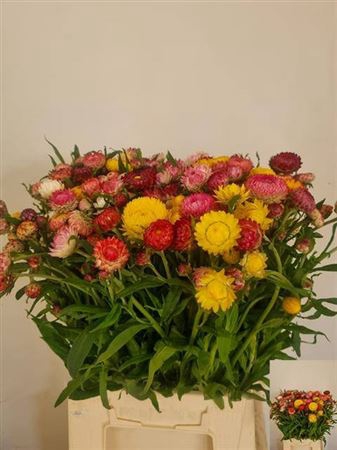 <h4>Helichrysum Ov</h4>