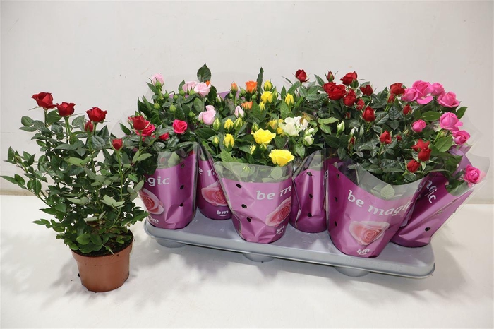 <h4>Ro B Monde Gem</h4>