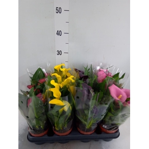 Zantedeschia   ...mix