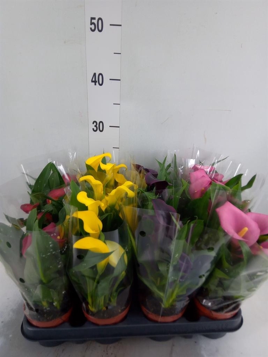 <h4>Zantedeschia   ...mix</h4>