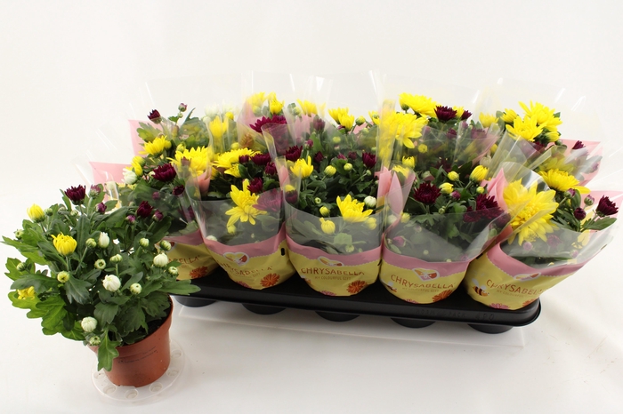 <h4>CHRYS GEM IN POT</h4>