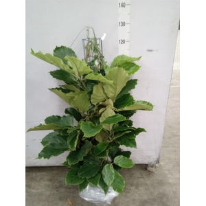 Tetrastigma voinierianum