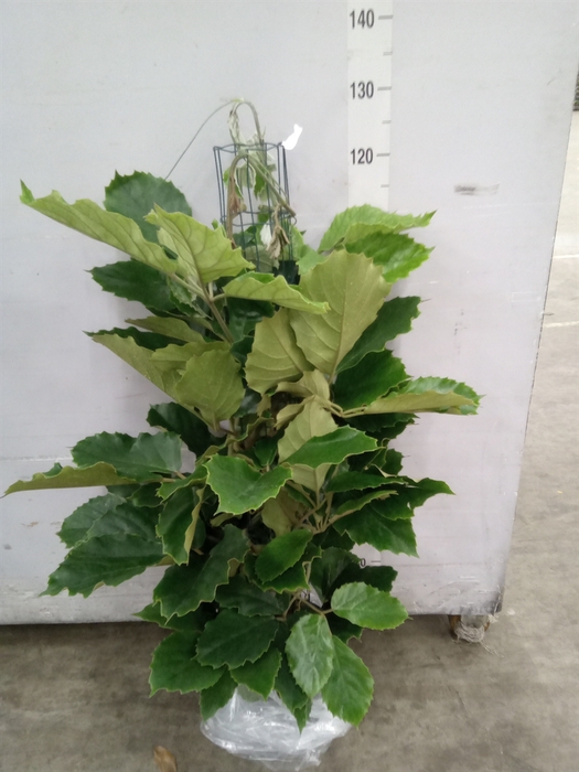 <h4>Tetrastigma voinierianum</h4>