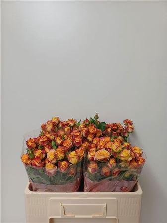 <h4>R Tr Land Of Fire</h4>