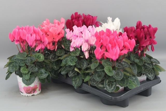 <h4>CYCL GR SUP XL</h4>