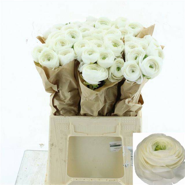 <h4>RAN SU FIRENZE</h4>