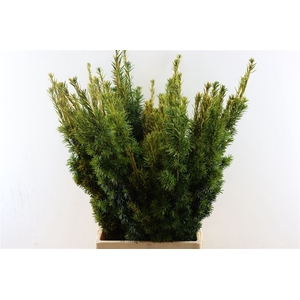 Taxus Geel