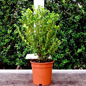 Buxus microphylla 'Faulkner' 30-40cm struik