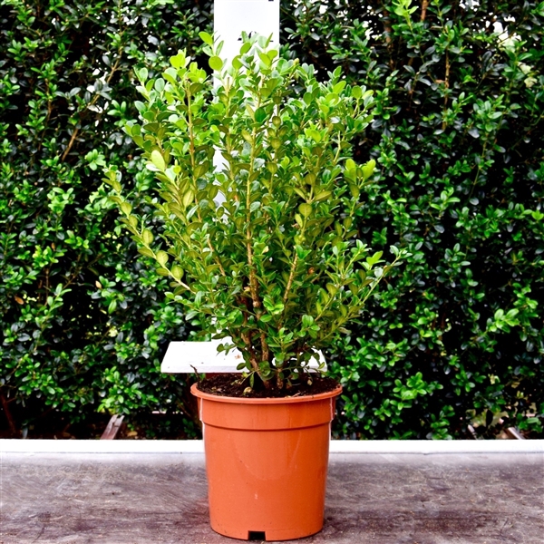 <h4>Buxus microphylla 'Faulkner' 30-40cm struik</h4>