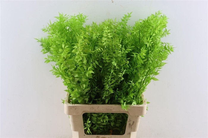 <h4>Pres Ruscus Lightgreen P Stem</h4>