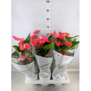 Anthurium andr. 'Maine'