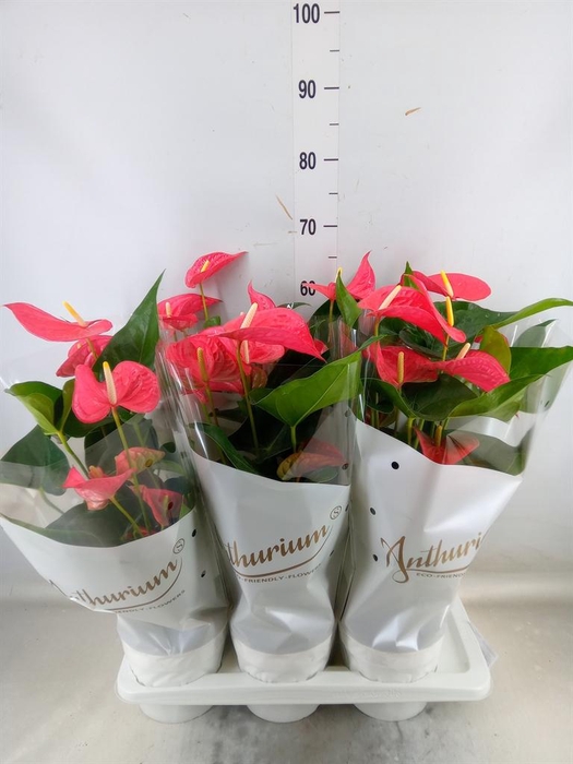 <h4>Anthurium andr. 'Maine'</h4>