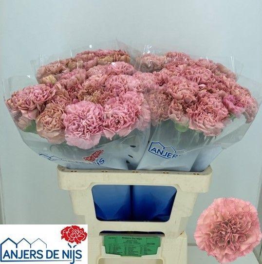 <h4>DI ST LEGE PINK</h4>