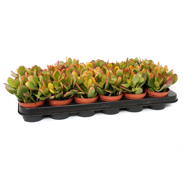 <h4>Crassula sunset 8,5 cm</h4>