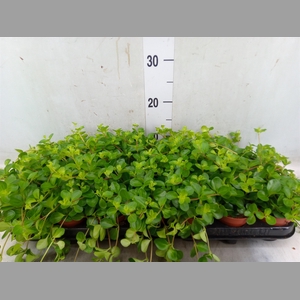 Peperomia rotundifolia
