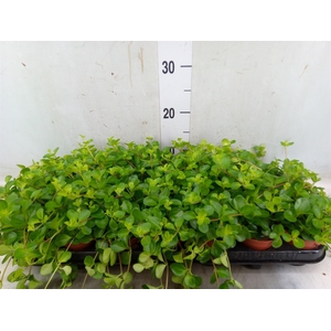 Peperomia rotundifolia