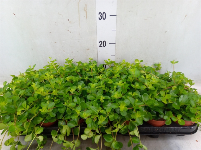 <h4>Peperomia rotundifolia</h4>