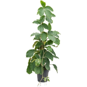 Tetrastigma voinierianum