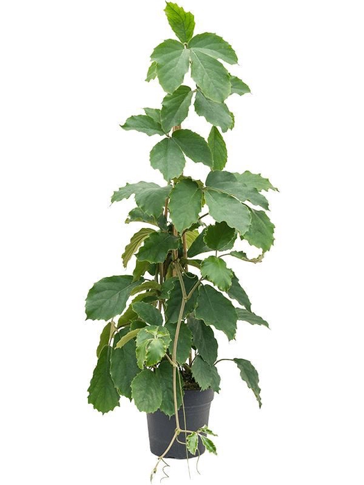<h4>Tetrastigma voinierianum</h4>
