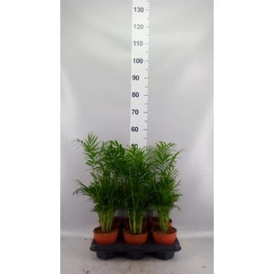Chamaedorea elegans