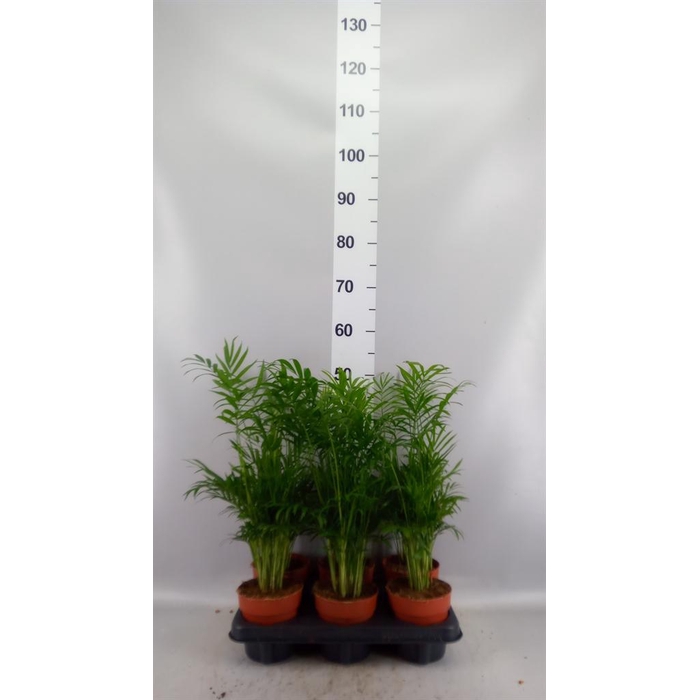 <h4>Chamaedorea elegans</h4>