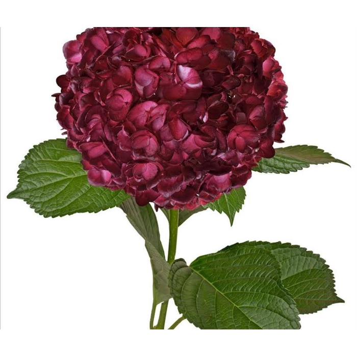 <h4>HYDR PREMIUM BURGUNDY ( TINTED)</h4>