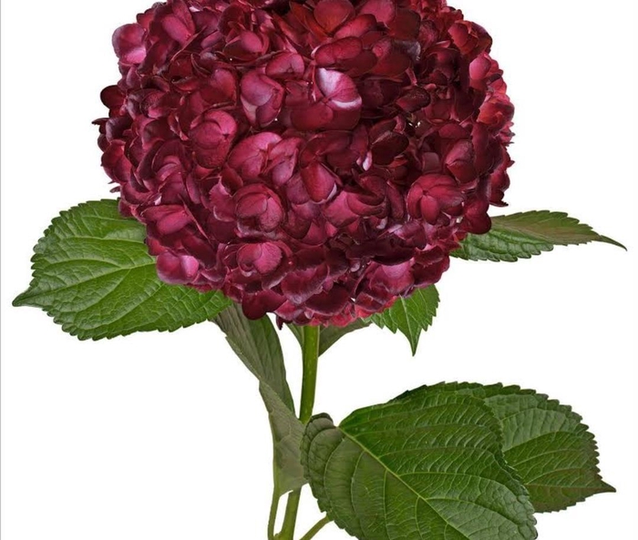 <h4>HYDR PREMIUM BURGUNDY (TINTED)</h4>